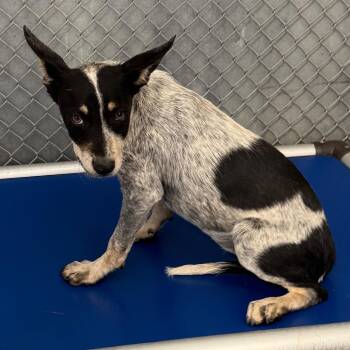 107325 -  Mixed Breed Dog for Adoption in Las Cruces, New Mexico - 107325 | PetCurious