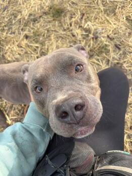Dominic -  Pit Bull Terrier Dog for Adoption in Chicago, Illinois - Dominic | PetCurious