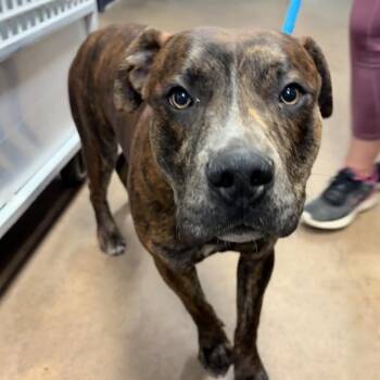 Pit Bull Terrier Dogs Available for Adoption - Cash | PetCurious