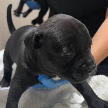 Pesto -  Mixed Breed Dog for Adoption in Milton, Florida - Pesto | PetCurious