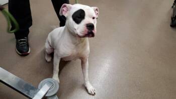 MUNECA -  Pit Bull Terrier Dog for Adoption in Aurora, Illinois - MUNECA | PetCurious