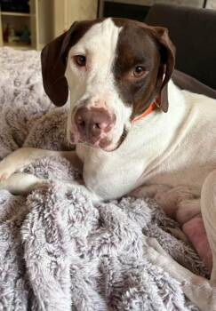 Ginny -  English Pointer Dog for Adoption in Fort Worth, Texas - Ginny | PetCurious