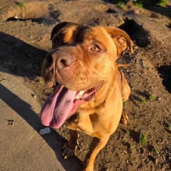 Danielle -  Dogue De Bordeaux Dog for Adoption in Queen City, Texas - Danielle | PetCurious