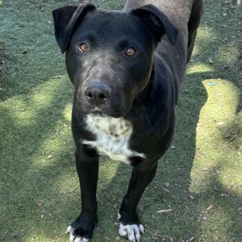 Andy - Butler Campus -  Black Labrador Retriever Dog for Adoption in Flagstaff, Arizona - Andy - Butler Campus | PetCurious