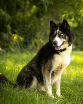 FROZONE (0102) -  Husky Dog for Adoption in Bridgeport, Connecticut - FROZONE (0102) | PetCurious
