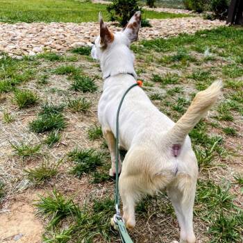 Jack Russell Terrier and Mixed Breed Dogs Available for Adoption in Lyndhurst, Virginia - Remy | PetCurious