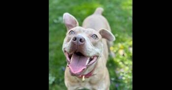 Pit Bull Terrier Dogs Available for Adoption - Good Boy | PetCurious
