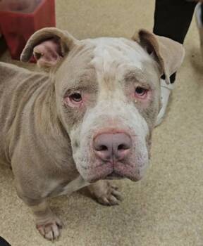 Rescue Mixed Breed Dogs for Adoption in Munster, Indiana - Cinnamon Roll | PetCurious