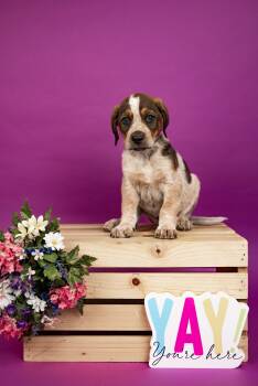 Labrador Retriever and Hound Dogs Available for Adoption - 140-26 | PetCurious