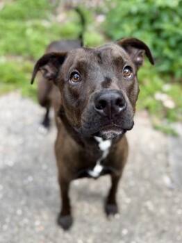 Pit Bull Terrier and Mixed Breed Dogs Available for Adoption in New Orleans, Louisiana - Ace | PetCurious