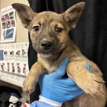 Tigerlilli -  Shepherd and Mixed Breed Dog for Adoption in San Antonio, Texas - Tigerlilli | PetCurious