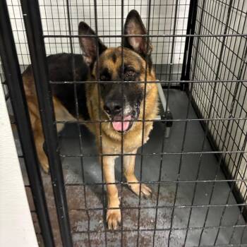 Calvin -  German Shepherd Dog Dog for Adoption in St. Louis, Missouri - Calvin | PetCurious