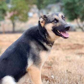 Purity -  German Shepherd Dog and Mixed Breed Dog for Adoption in Golden, Colorado - Purity | PetCurious