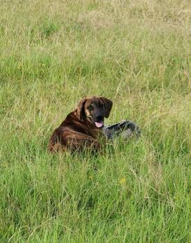 Rascal -  Mountain Cur Dog for Adoption in Silsbee, Texas - Rascal | PetCurious