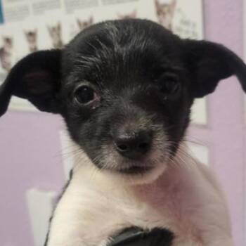 Rosalina -  Chihuahua Dog for Adoption in Tacoma, Washington - Rosalina | PetCurious