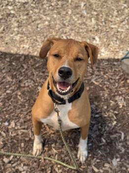 Rescue Mixed Breed Dogs for Adoption in Cincinnati, Ohio - Peanut Butter | PetCurious