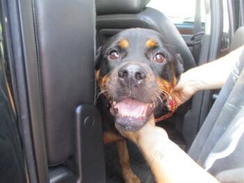 Rescue Rottweiler Dogs for Adoption in Ocala, Florida - RUBY | PetCurious