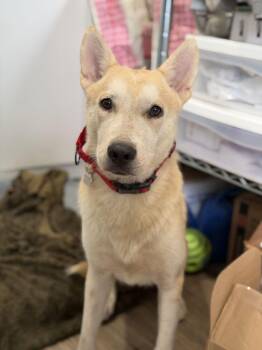 Artemis -  Husky Dog for Adoption in Lakeland, Florida - Artemis | PetCurious