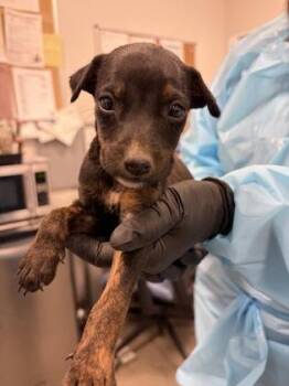 Banyan -  Mixed Breed Dog for Adoption in Fresno, California - Banyan | PetCurious