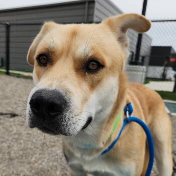 Husky and Mixed Breed Dogs Available for Adoption in Fort Wayne, Indiana - Wolfy | PetCurious
