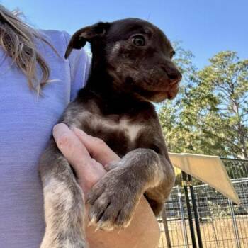 Yasmine -  Labrador Retriever and Feist Dog for Adoption in Sanford, North Carolina - Yasmine | PetCurious