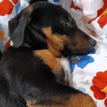 Dachshund Dogs Available for Adoption - Kramer | PetCurious