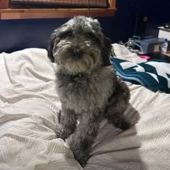 Golden Retriever and Poodle Dogs Available for Adoption - Noah | PetCurious