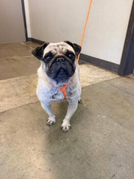 Pug Dogs Available for Adoption in Ontario, California - SNICKERS | PetCurious
