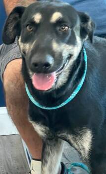 Rescue German Shepherd Dog and Mixed Breed Dogs for Adoption in Labelle, Florida - Dax | PetCurious