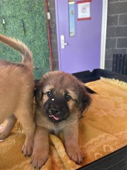 61572150 -  Shepherd and Mixed Breed Dog for Adoption in El Paso, Texas - 61572150 | PetCurious