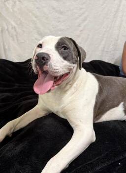 Stormy Dixon -  Pit Bull Terrier Dog for Adoption in Rockaway, New Jersey - Stormy Dixon | PetCurious