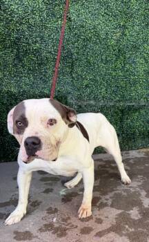 61800644 -  American Bulldog and Mixed Breed Dog for Adoption in El Paso, Texas - 61800644 | PetCurious