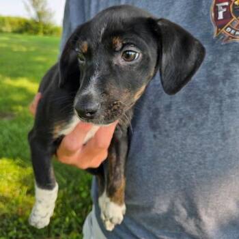 Tori -  Mixed Breed Dog for Adoption in Kansas City, Missouri - Tori | PetCurious