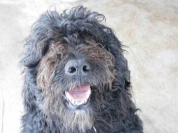 Bernedoodle Dogs Available for Adoption - NUTELLA | PetCurious