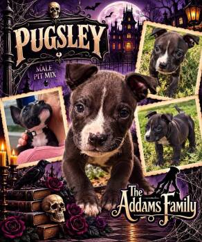 Pugsley -  Mixed Breed Dog for Adoption in Pleasant Ridge, Michigan - Pugsley | PetCurious