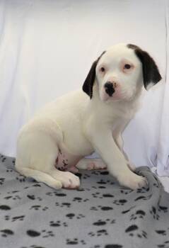 Saint Bernard and Mixed Breed Dogs Available for Adoption - A120524 | PetCurious