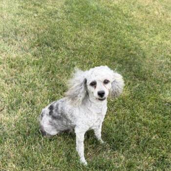 Milo -  Miniature Poodle Dog for Adoption in Vienna, Ontario - Milo | PetCurious