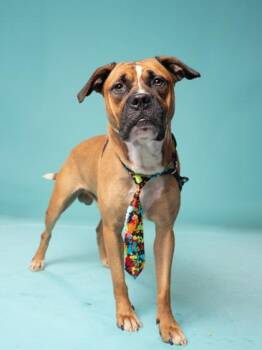 Duke -  Mixed Breed Dog for Adoption in Atlanta, Georgia - Duke | PetCurious