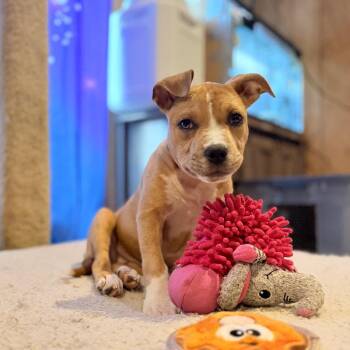 Paddleboard -  Mixed Breed Dog for Adoption in Fenton, Michigan - Paddleboard | PetCurious