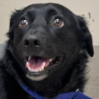 Corgi and Labrador Retriever Dogs Available for Adoption in Brenham, Texas - Birdie | PetCurious