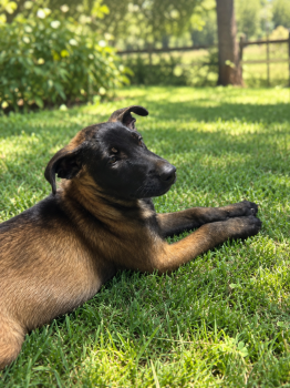 Puppy B2 -  Belgian Malinois Dog for Sale in Jamul, California - Puppy B2 | PetCurious