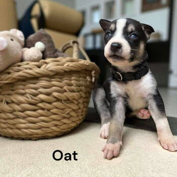 Rescue Border Collie and Labrador Retriever Dogs for Adoption in Gilberts, Illinois - Oat | PetCurious