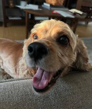 Rhett -  Cocker Spaniel Dog for Adoption in Austin, Texas - Rhett | PetCurious