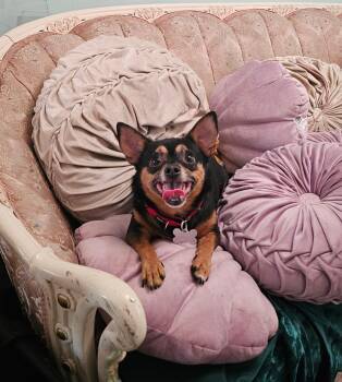 Paco -  Chihuahua Dog for Adoption in Tacoma, Washington - Paco | PetCurious