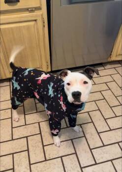 Diamond -  Pit Bull Terrier Dog for Adoption in Tulsa, Oklahoma - Diamond | PetCurious