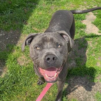 Ace -  Rottweiler and Pit Bull Terrier Dog Available for Adoption in Alma, Michigan - Ace | PetCurious