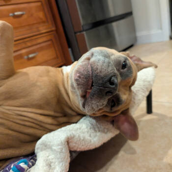 Rescue Terrier and Pit Bull Terrier Dogs for Adoption in Fort Lauderdale, Florida - Magnolia | PetCurious