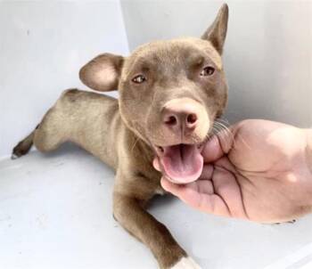 A658287 -  Pit Bull Terrier and Mixed Breed Dog for Adoption in Houston, Texas - A658287 | PetCurious