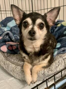 Chihuahua Dogs Available for Adoption in Richmond, Virginia - Chica | PetCurious