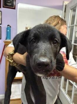 Ghost -  Mixed Breed Dog for Adoption in West Chester, Pennsylvania - Ghost | PetCurious